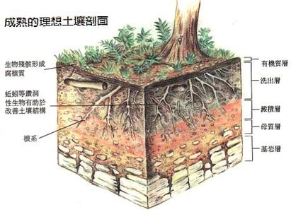 自然土壤的剖面图手绘图片